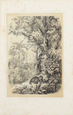 Шлейден М.Я. Растение и его жизнь. Популярные чтения проф. Шлейдена. С хромолитографированным снимком с картины де-Геема, с 14 рис. Георги и с 15 таблицами / Пер. проф. Моск. ун-та С.А. Рачинский. М.: Изд. книгопродавца А.И. Глазунова, 1862.